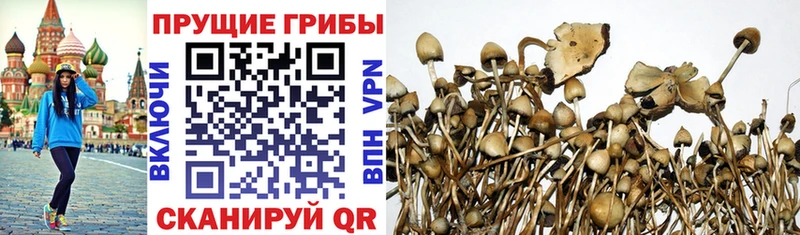 Галлюциногенные грибы ЛСД Котлас