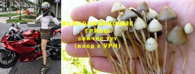 Галлюциногенные грибы MAGIC MUSHROOMS  наркота  Котлас 