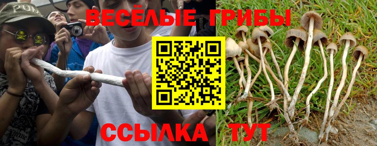 Псилоцибиновые грибы ЛСД Котлас
